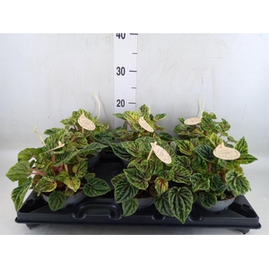 Peperomia