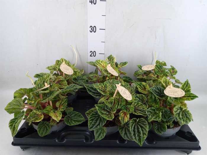 <h4>Peperomia</h4>