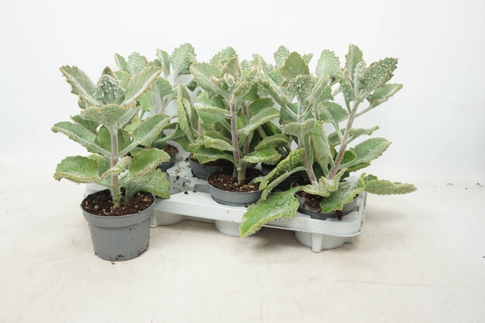 <h4>KALANCHOE BEHARENSIS</h4>