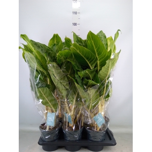Aglaonema  'Peacock'