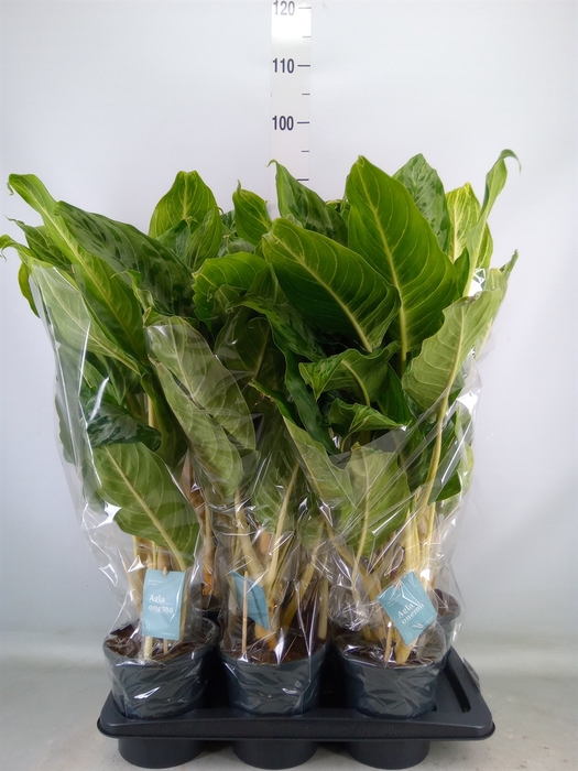 <h4>Aglaonema  'Peacock'</h4>