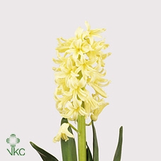 Hyac Yellow Queen