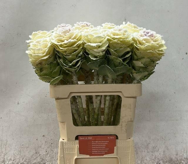 <h4>BRASS KLB H%</h4>