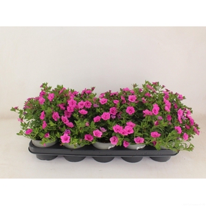 Calibrachoa Doubble Rose