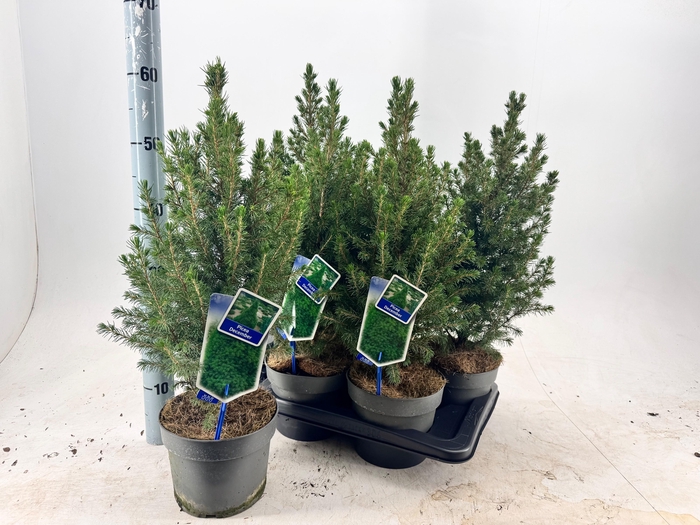 <h4>PICEA GL DECEMBER</h4>