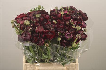 <h4>Ran El Violet</h4>