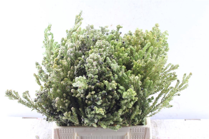 <h4>Kaaps Diosma</h4>