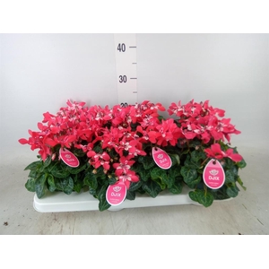 Cyclamen KL 'Djix'