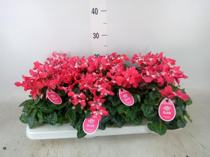 <h4>Cyclamen KL 'Djix'</h4>