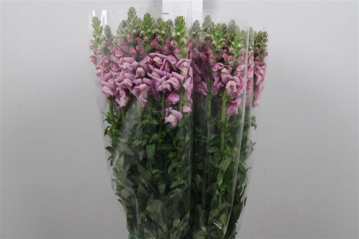 <h4>Antir It. Lavender</h4>