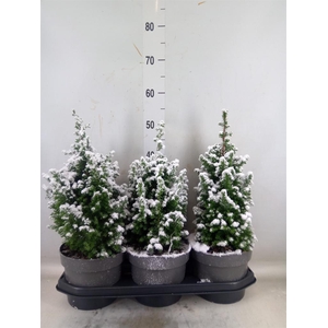 Chamaecyparis thyo. 'Top Point'