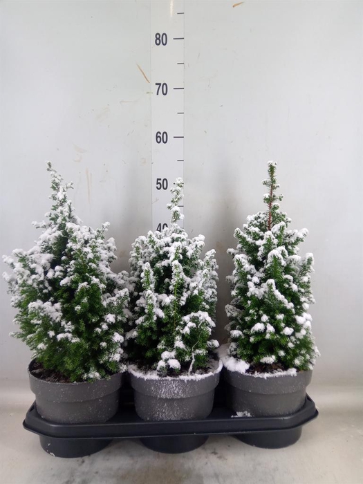 <h4>Chamaecyparis thyo. 'Top Point'</h4>