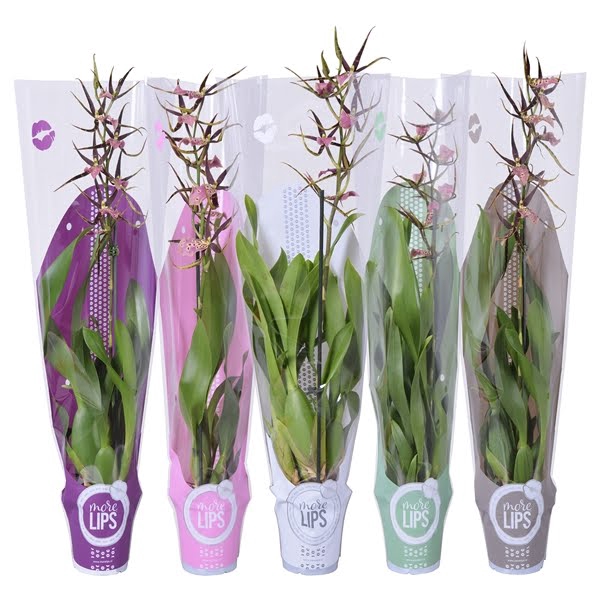 <h4>MoreLIPS® Brassia mix 1 tak met taupe, witte, groene, roze en paarse showhoes</h4>