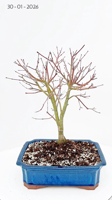 <h4>Acer palmatum "katsura". Pot 32cm.</h4>