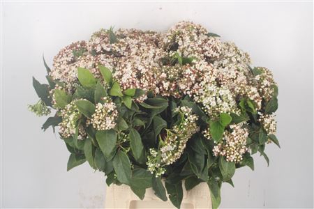 <h4>Vibur T Macrophyllum</h4>