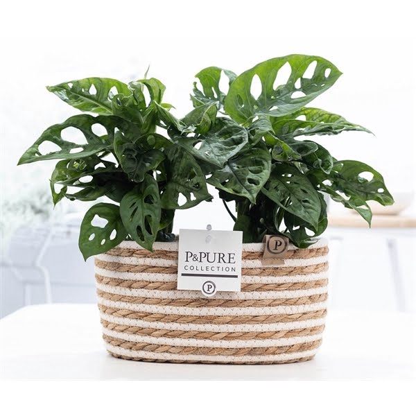 <h4>2x Monstera Adansonii in P&PURE Fieldbasket 7</h4>