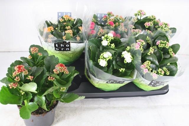 <h4>KAL GE GEM 5 KL</h4>