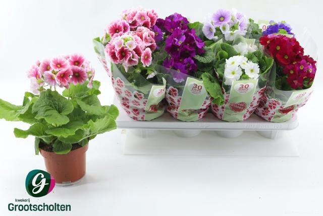 <h4>PRIM OB SWEETK A GEM</h4>