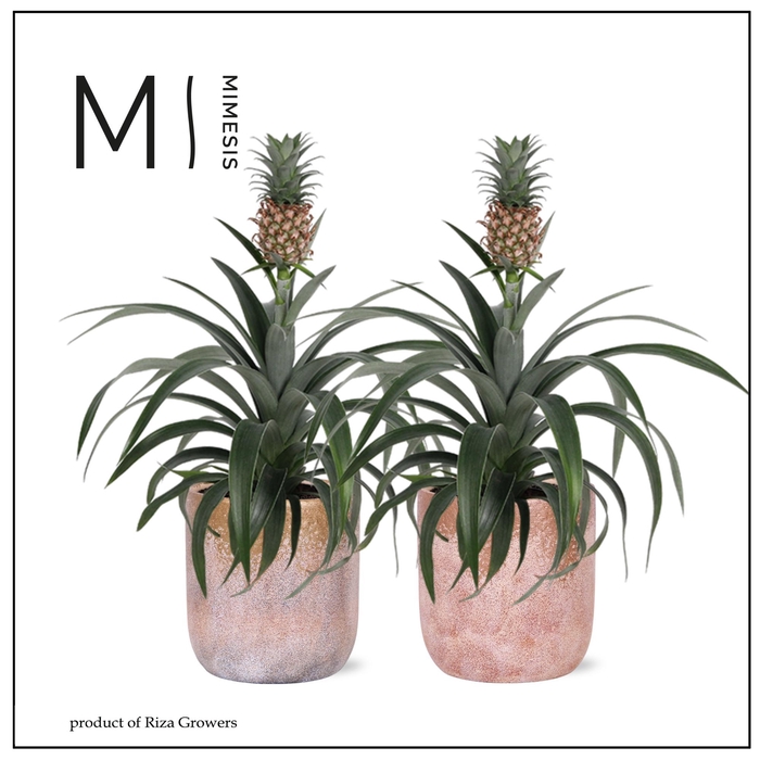 <h4>ANANAS MI AMIGO</h4>