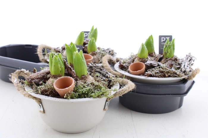 <h4>ARR HYACINTH</h4>