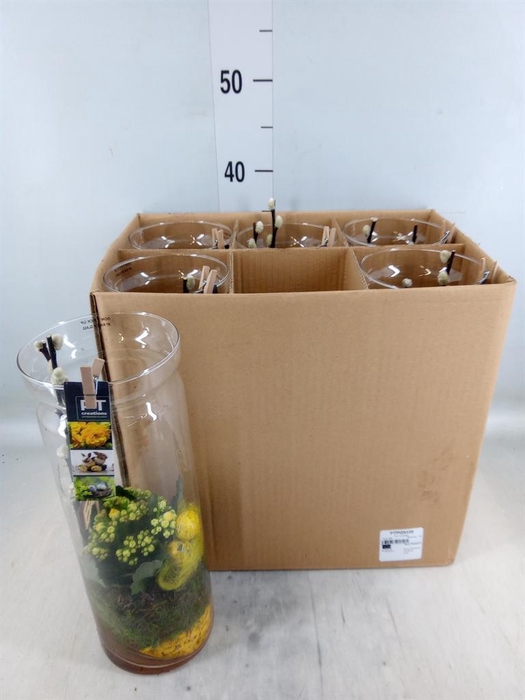 <h4>Arr. Pasen L%</h4>