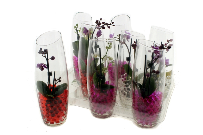 <h4>PLANTEN IN FLES</h4>