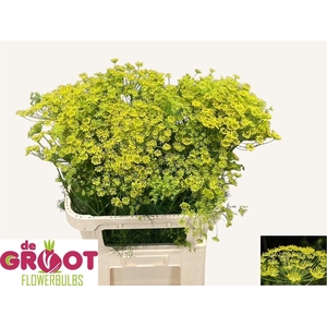 Anet Graveolens