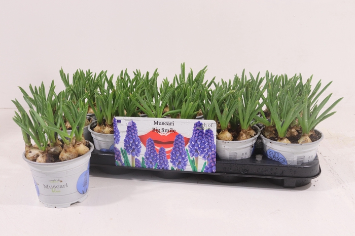 <h4>MUSCAR BIG SMILE</h4>