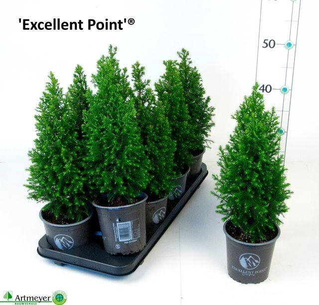 <h4>CHAM THY EXCELL POINT P13</h4>