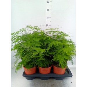 Asparagus setaceus