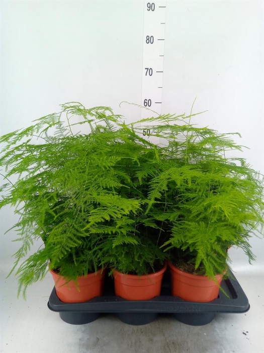 <h4>Asparagus setaceus</h4>