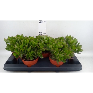 Crassula ovata 'Sunset'