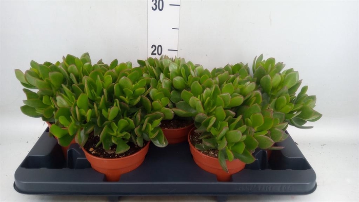 <h4>Crassula ovata 'Sunset'</h4>