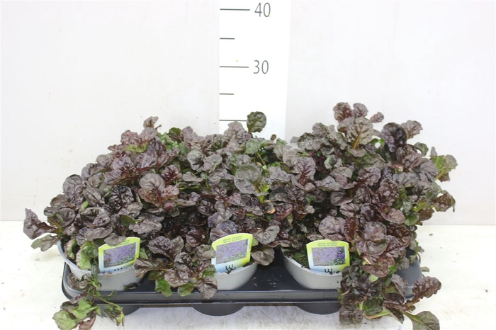 <h4>Ajuga Ff N Nightinga</h4>