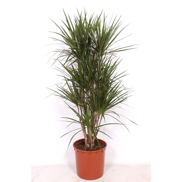 <h4>Dracaena marginata</h4>