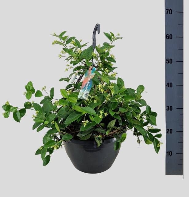 <h4>TRAC JASMINOIDES</h4>