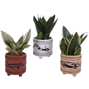 Sansevieria Compacta mix Ø09cm in Ø10cm Ceramic EV664