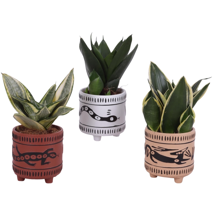 <h4>Sansevieria Compacta mix Ø09cm in Ø10cm Ceramic EV664</h4>