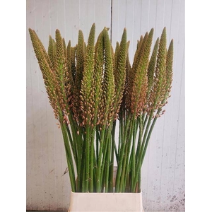 EREMURUS CLEOPATRA