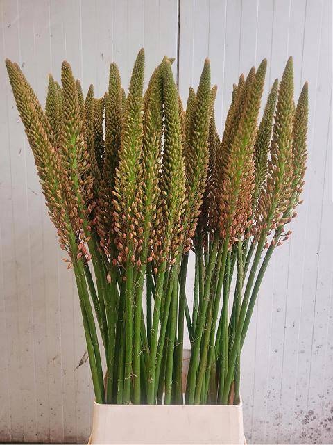<h4>EREMURUS CLEOPATRA</h4>