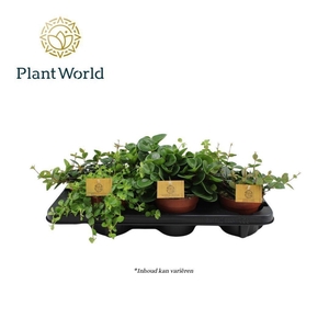 Peperomia capereta gemengd