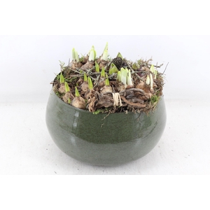 arr4 Bollenmix MB - Zink green bolpot L 401/2