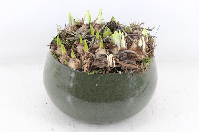 <h4>arr4 Bollenmix MB - Zink green bolpot L 401/2</h4>