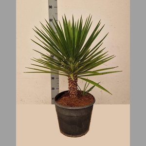 YUCCA