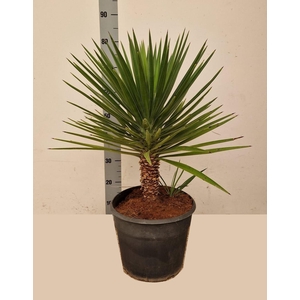 YUCCA