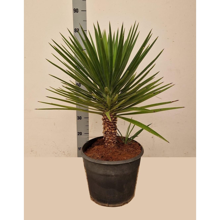 <h4>YUCCA</h4>