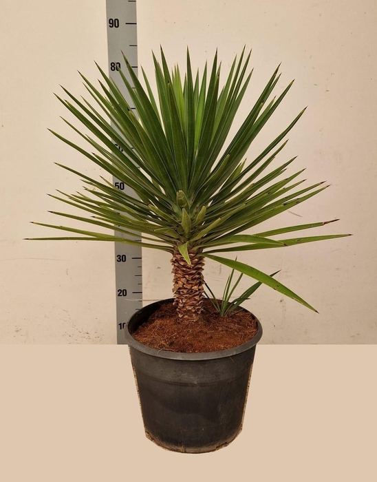 <h4>YUCCA</h4>