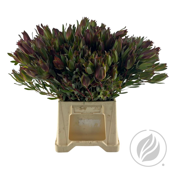 <h4>Leucad High Light 50 Cm</h4>