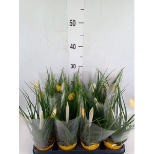 Tillandsia cyanea 'Biancini'