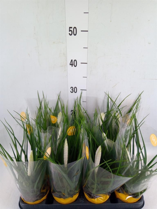 <h4>Tillandsia cyanea 'Biancini'</h4>